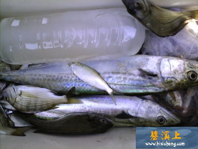 天气:小雨转晴,偏西风3-4级,21-27度 钓友:老郭 钓组:光威-劲浪2.5号450cm碳素矶钓竿+狼王HH1000纺车轮+贝克力FLFS20-GG0.30mm火线+土肥富2号曲柄钩 钓饵:新鲜海鲫鱼 钓获:鲅鱼两条 钓记: 依旧是四点半早起,发现天竟然又在下雨,预报没有雨啊?这该死的天气!还是等吧,应该会停吧。 六点半左右雨终于停了,赶紧招呼老郭上路。 先去网海鲫鱼,海水很混,一网才能网上一两条鲫鱼板,但是为了钓鲅鱼,也只能凑合着网吧,忙活了一个钟头,才网上来二十几条,没办法,先去钓着再说吧。 来到