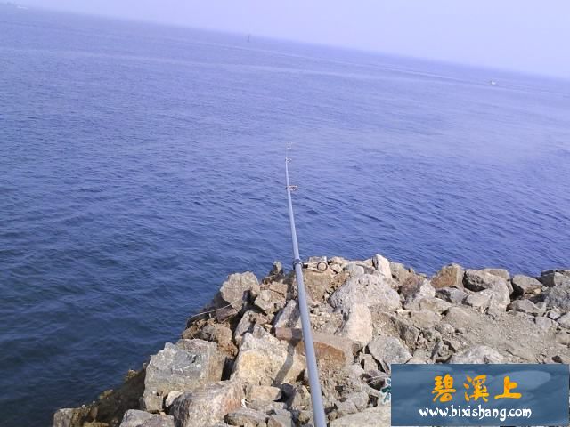 天气:晴,西南风转东南风3-4级,14-23度 钓友:无 钓组:远投侠B-420cm碳素矶远投竿+8000Vi纺车轮+7号0.437mm尼龙线100m+流刀14号丸世钩 钓饵:管蛆 钓获:无 钓记: 早晨早早去了钓场,先用矶钓竿钓了会儿鲈鱼,可惜没口,钓这东西得靠运气。 再发远投竿,下去半天没有动静,收上来看看鱼饵完好无损。一上午偶尔钓上来个海五星,其他一概全无,坐在钓箱上都想睡觉! 看看满港矶钓的、远投的都没有什么收获,索性收竿回府,今天成了名副其实的海钓空军。